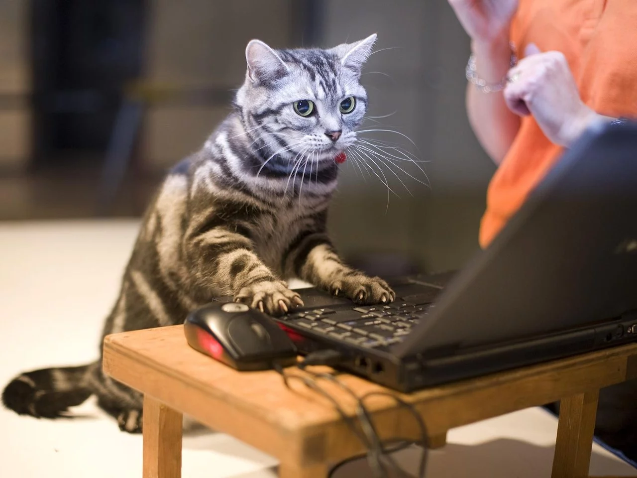 ad0acg.webp