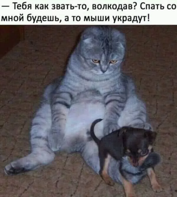 ad6bgh.webp
