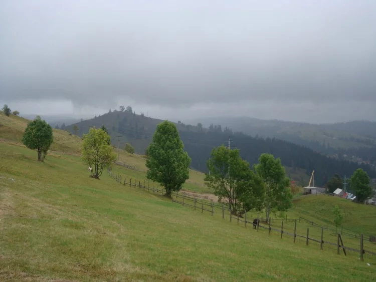 adaha8.webp