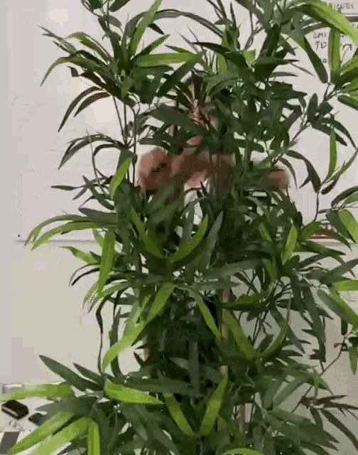 adc068d659535e70ce91.gif