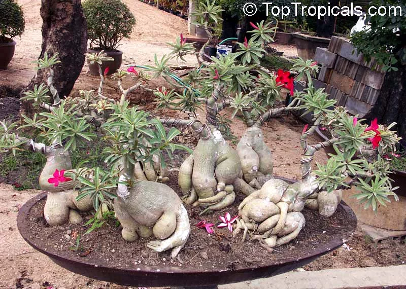 Adenium3.webp