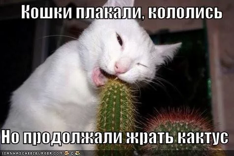 adg9cg.webp