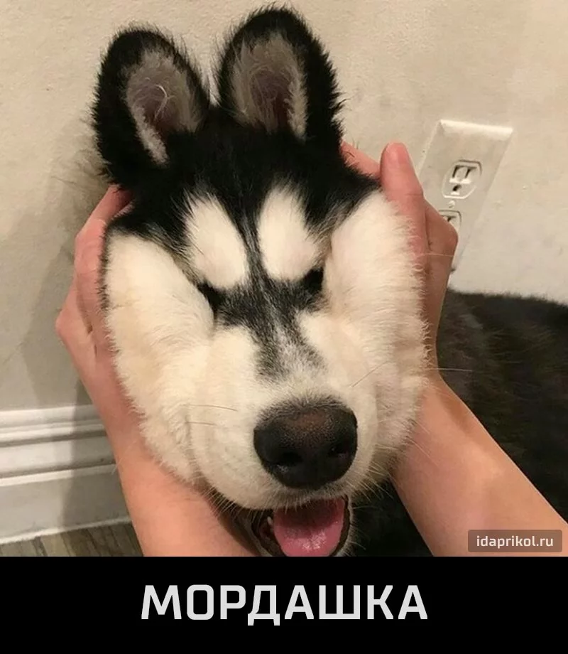 adhf6h.webp