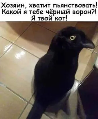 adjh7g.webp