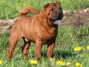 Adult_sharpei.webp