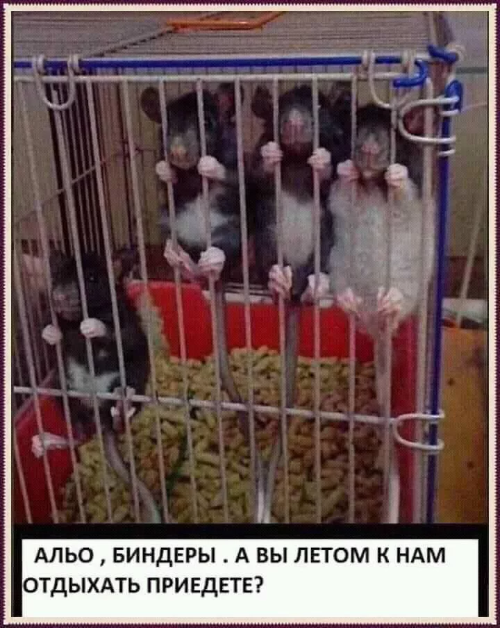 ae0edh.webp