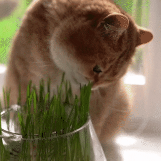 ae3cd0b4f21a499eda49b038.gif