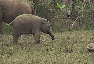 aeaa5j.gif