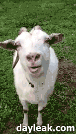 aedd4458c9d95b5e2b79e.gif