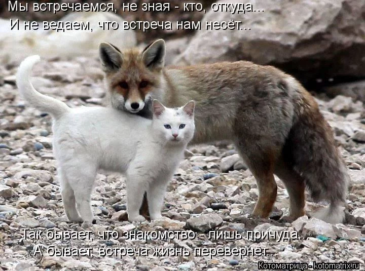 aef4cf.webp