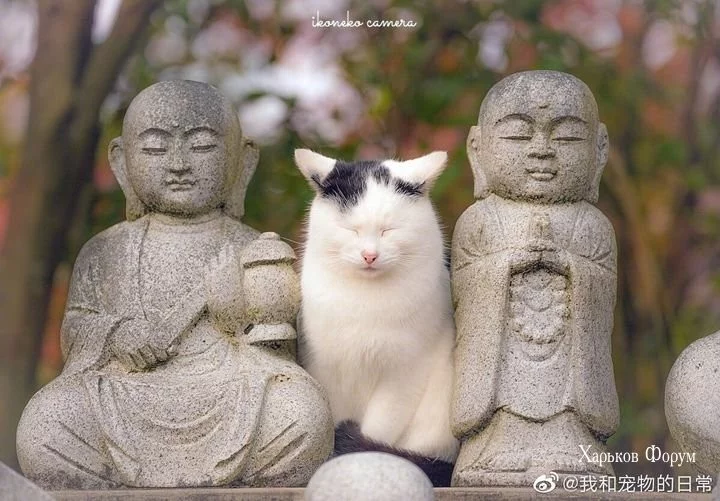 aefb36acc33c80648d4be.webp