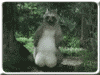 af5e362266d44e8da13.gif