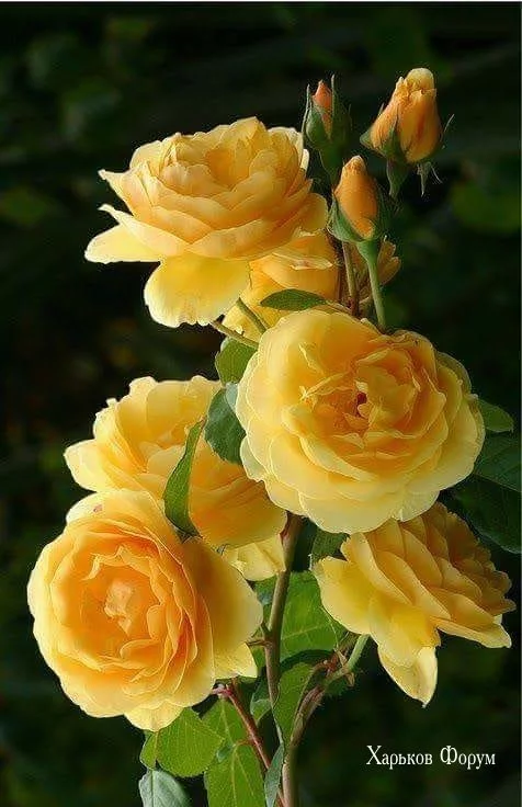 af7880de7f6c8efabcb2c.webp