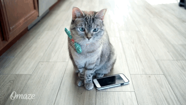af8ac0b5d3c056acb79.gif