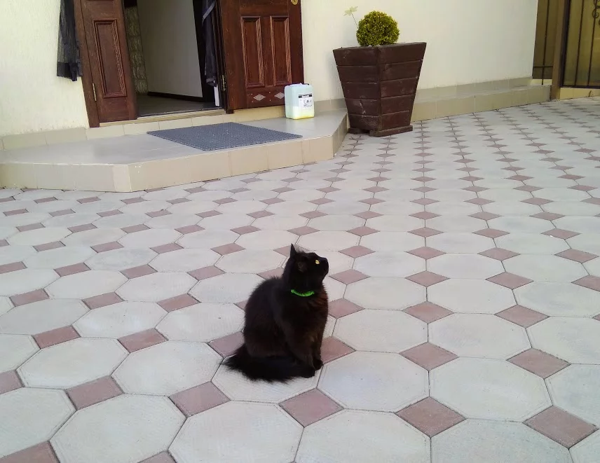 afe8jg.webp