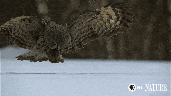 afed106d7a1d1b144.gif