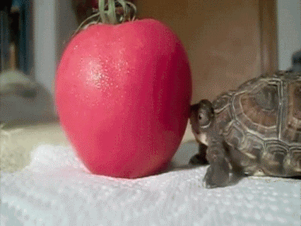 affa9h.gif