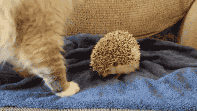 affec7.gif
