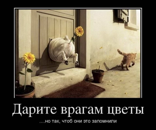affhh8.webp
