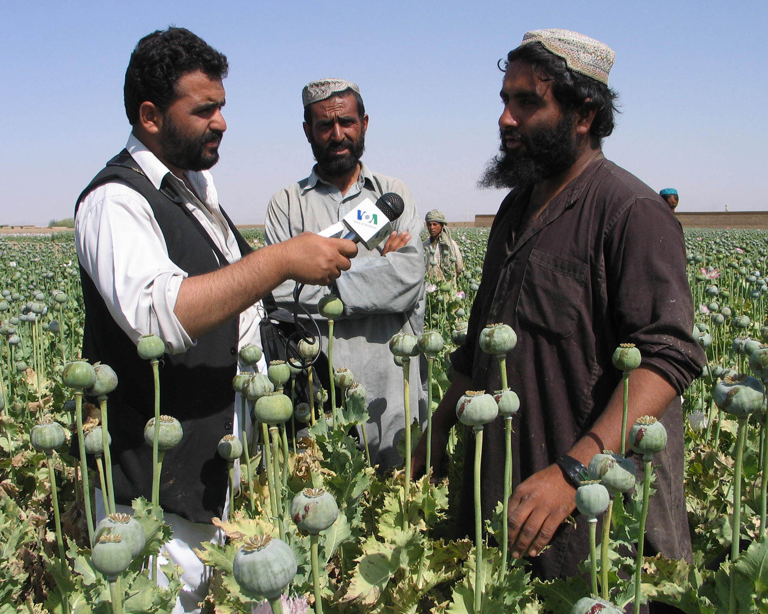Afghan_poppies.jpg