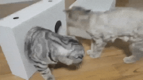 afhhc5.gif