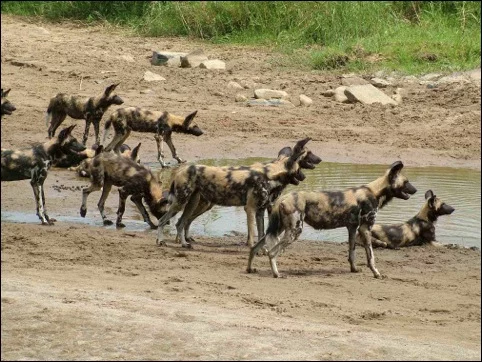 african-wild-dog_3.webp