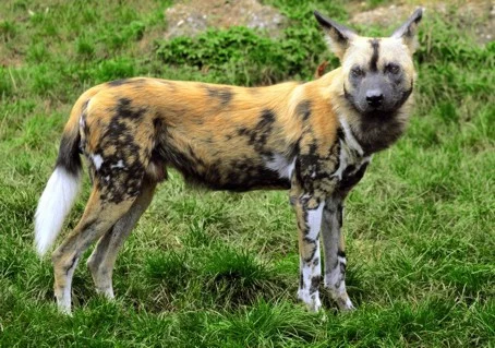 African_wild_dog.webp