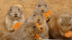 aghe6c.gif
