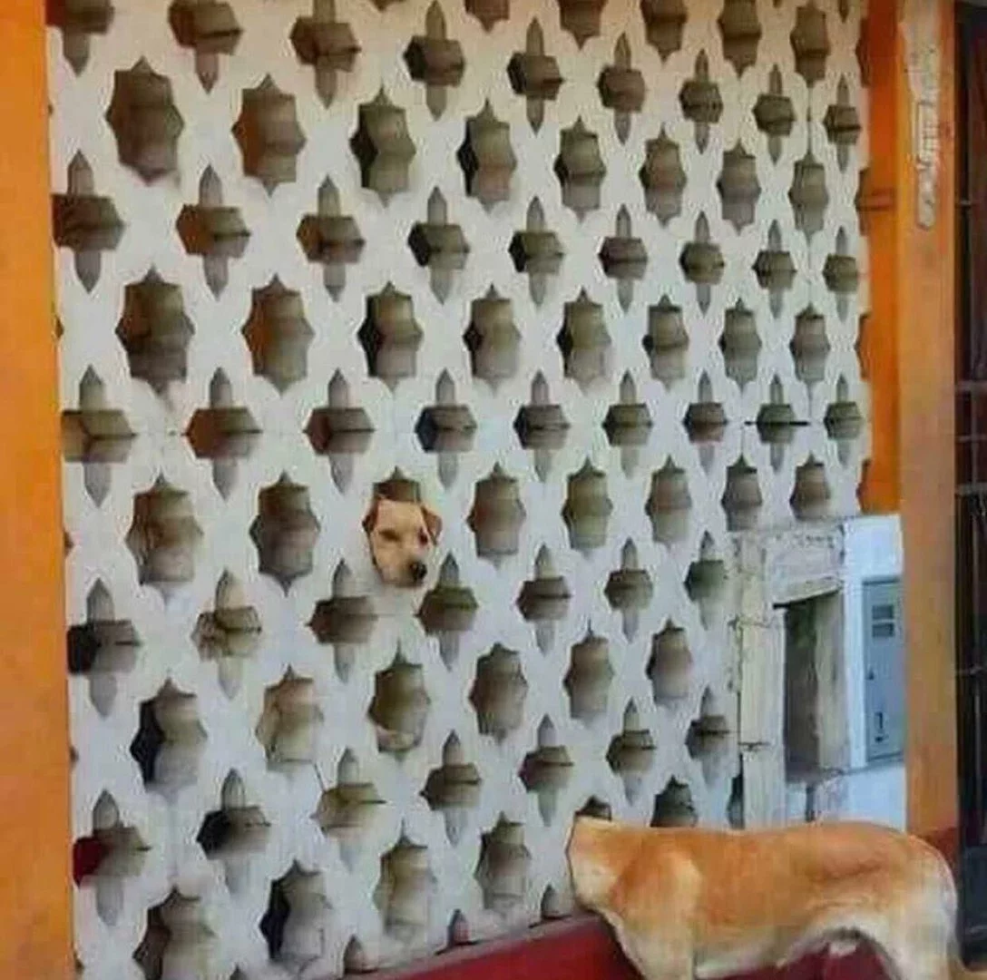 aghfj5.webp