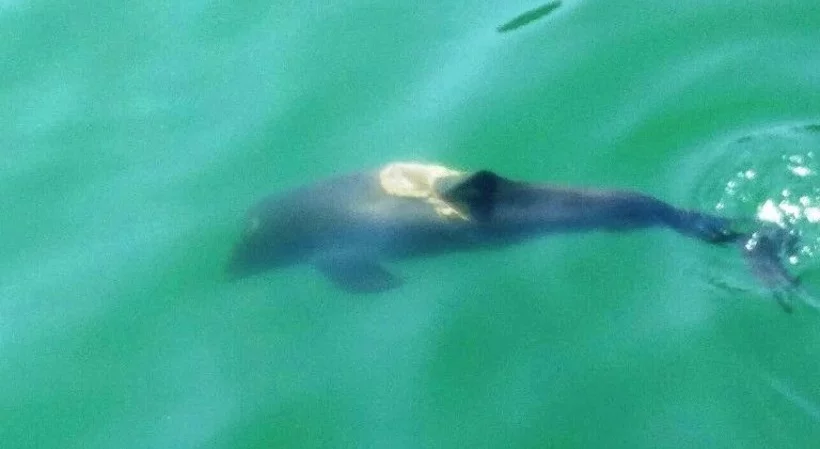 ah6fce.webp ah6fce.webp