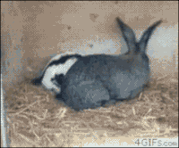 aj7cfb.gif