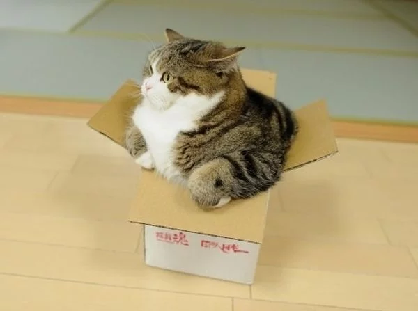ajcj6f.webp