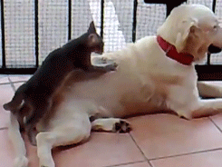 ajjfc1.gif