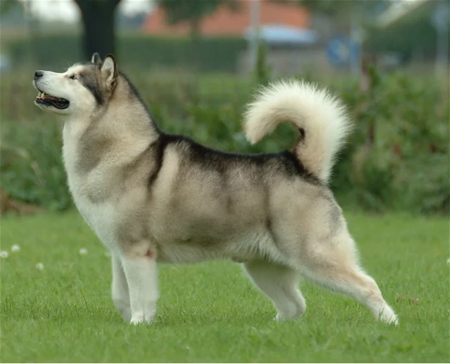 Alaskan_Malamute.webp