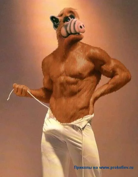 alf2.webp