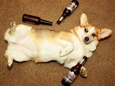 alkogol-sobake2.webp