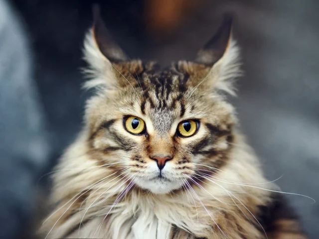 als___Cats_Wild_beautiful_Maine_Coon_cat_044927_29.webp
