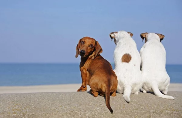 always_curious_dachshund-1397002-600x389.webp
