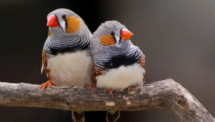 amadiny_3-700x400.webp