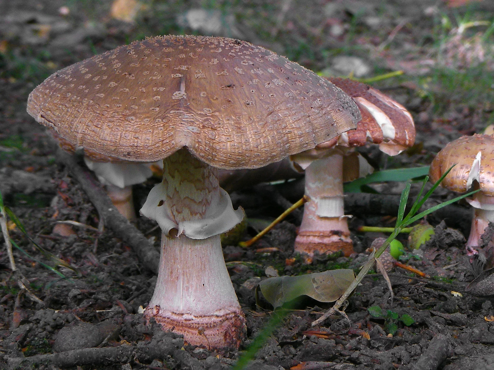 Amanita_rubescens_DSCF1502.webp