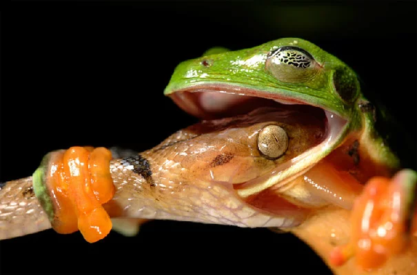amazing-animal-pictures-1.webp
