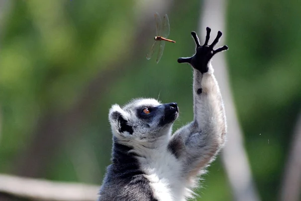 amazing-animal-pictures-31.webp