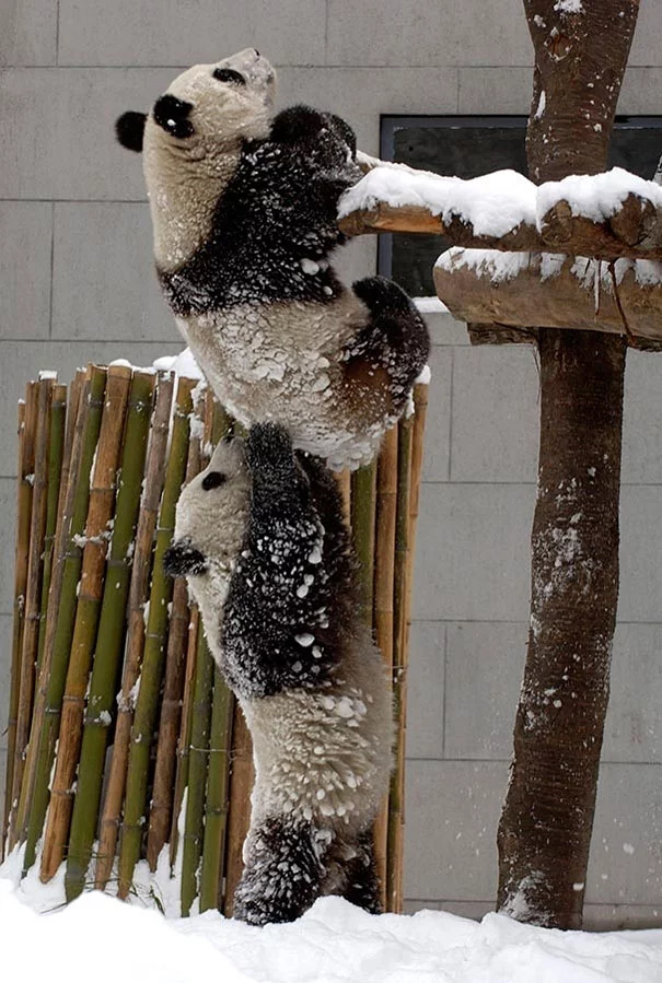 amazing-animal-pictures-43.webp