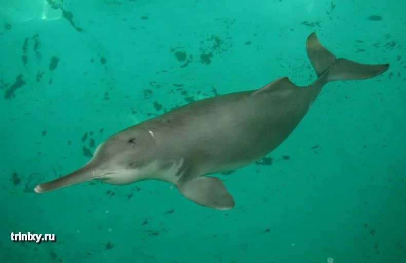amazon_river_dolphin_12.webp