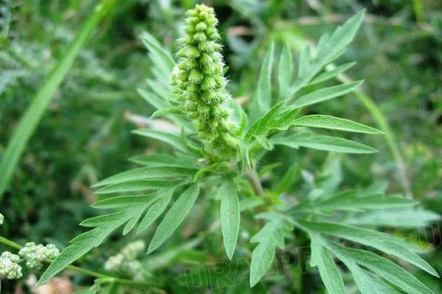 ambrosia_artemisiifolia.webp