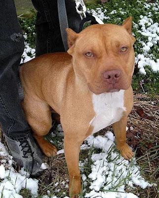 American+Bulldog+-+Red.webp