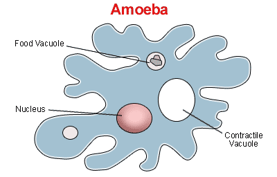 amoeba_01.gif