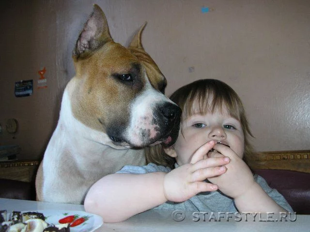 amstaff_103.webp