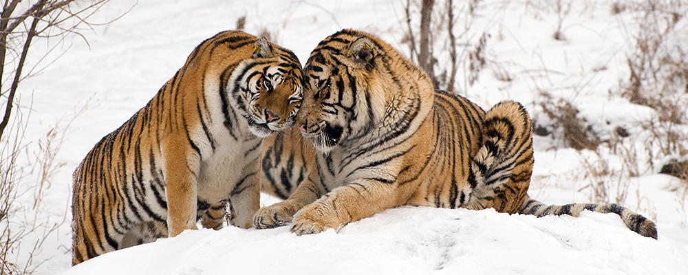 amur-tiger-ARTICLE-PAGE.jpg