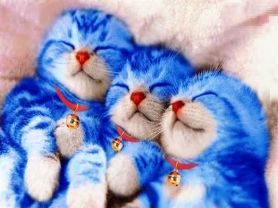 anak%2Bdoremon.webp